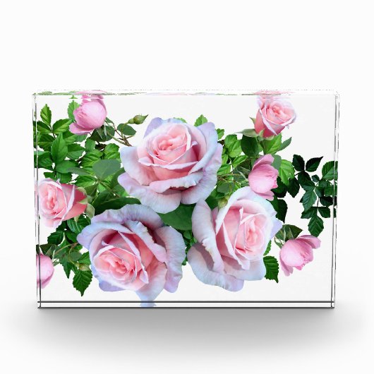 Roze bloeiend Roos Fotoblokken (Voorkant)