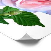 Roze bloeiend Roos Poster (Hoek)