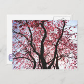 Roze bloeiend Wilg Briefkaart (Voorkant / Achterkant)