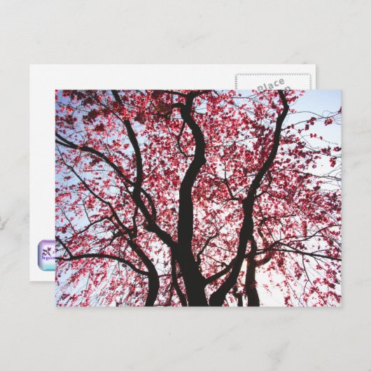 Roze bloeiend Wilg Briefkaart (Voorkant / Achterkant)