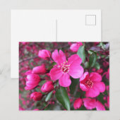 Roze bloeiende appel briefkaart (Voorkant / Achterkant)