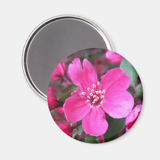Roze bloeiende appel magneet (Voorkant / Achterkant)