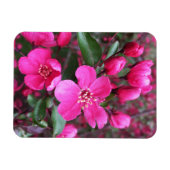 Roze bloeiende appel magneet (Horizontaal)