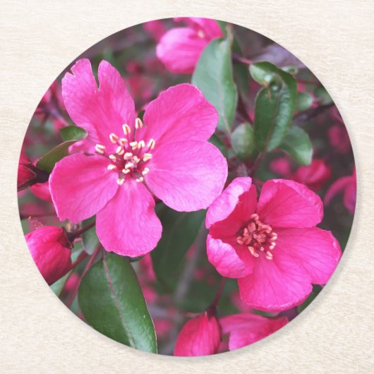 Roze bloeiende appel ronde kartonnen onderzetter (Voorkant)