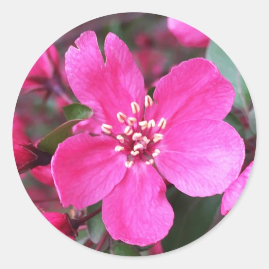 Roze bloeiende appel ronde sticker (Voorkant)