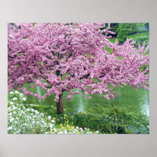 Roze bloeiende boom boven water poster
