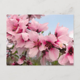 Roze bloeiende Briefkaart van de Tak