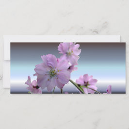 Roze bloeiende Cherry Blossom