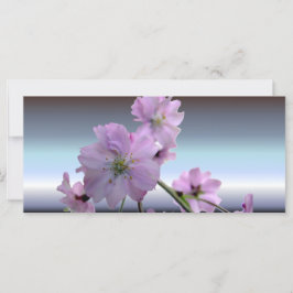 Roze bloeiende Cherry Blossom