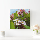 roze bloeiende Frangipani-boom, Vierkante Klok (Huis)