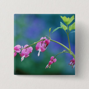 Roze bloeiende harten in de tuin. Credit aan: Vierkante Button 5,1 Cm