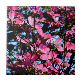 Roze bloeiende hondendelboom, lichtkeramisch tegel tegeltje