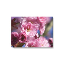 Roze bloeiende Japanse kersenbloesems Wall Art