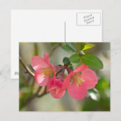 Roze bloeiende kweepgloed briefkaart (Voorkant / Achterkant)