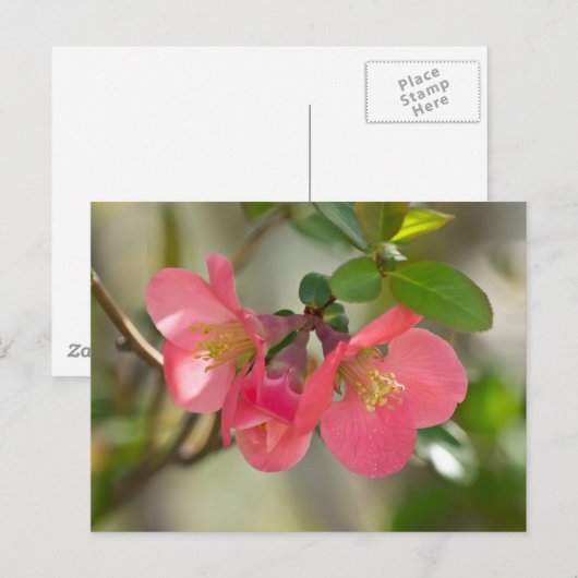 Roze bloeiende kweepgloed briefkaart (Voorkant / Achterkant)