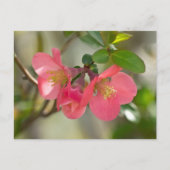 Roze bloeiende kweepgloed briefkaart (Voorkant)