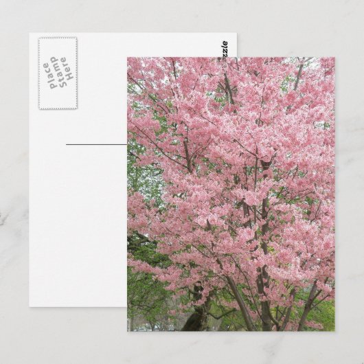 Roze bloeiende oghout briefkaart (Voorkant / Achterkant)