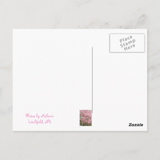 Roze bloeiende oghout briefkaart (Achterkant)