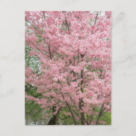 Roze bloeiende oghout briefkaart