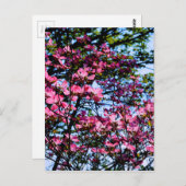 Roze bloeiende oghoutboom briefkaart (Voorkant / Achterkant)