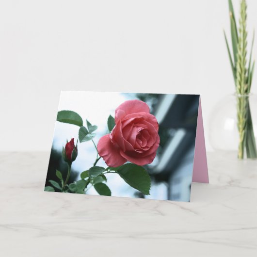 Roze Bloeiende Roos Happy Moederdag Kaart (Voorkant)