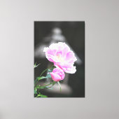 Roze bloeiende Rozen Canvas Afdruk (Voorkant)