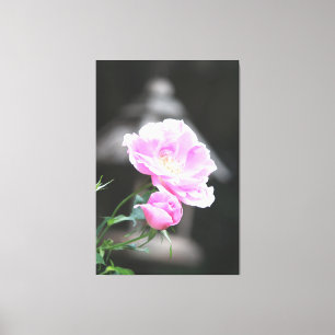 Roze bloeiende Rozen Canvas Afdruk
