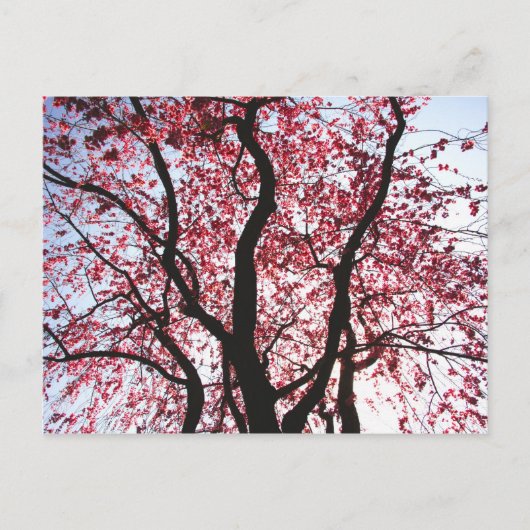 Roze Bloeiende Treurwilg Ansichtkaart Briefkaart (Voorkant)