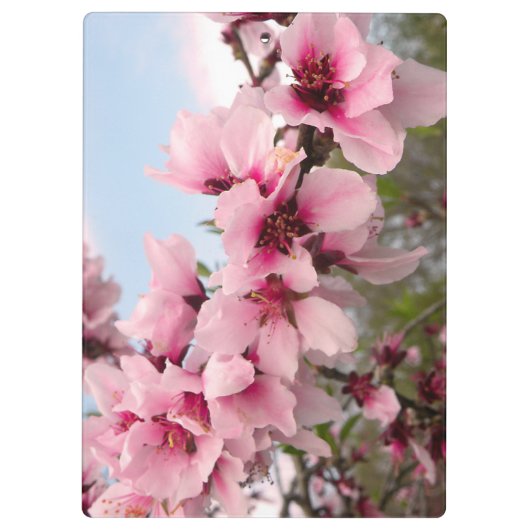 Roze bloeiende vertakking Klembord (Achterkant)