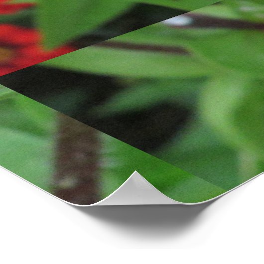 Roze bloeiende zinnia poster (Hoek)