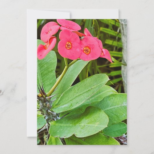 Roze bloem bedankkaart (Voorkant)