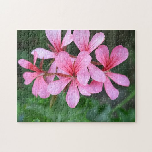 roze, bloem, bloem, tuin, zomer, bloem, natur legpuzzel (Horizontaal)