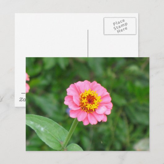 roze bloem briefkaart (Voorkant / Achterkant)