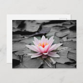 Roze bloem briefkaart (Voorkant / Achterkant)