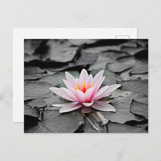 Roze bloem briefkaart (Voorkant / Achterkant)