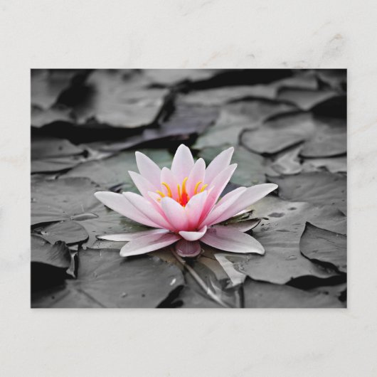 Roze bloem briefkaart (Voorkant)