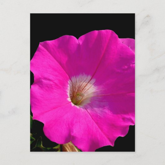 roze bloem briefkaart (Voorkant)
