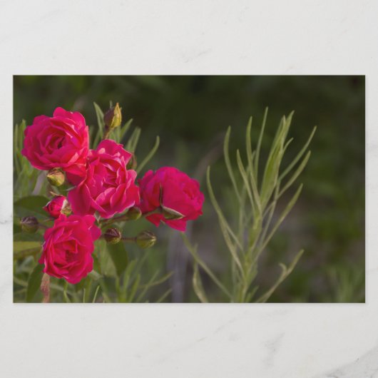 Roze Bloem Briefpapier (Voorkant)