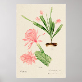 Roze Bloem Cactus Botanische Kunst Poster