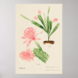 Roze Bloem Cactus Botanische Kunst Poster