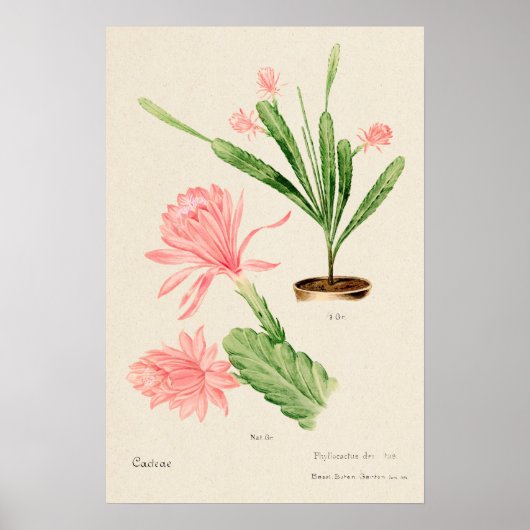 Roze Bloem Cactus Botanische Kunst Poster (Voorkant)