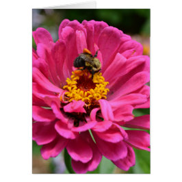 Roze bloem en hommel