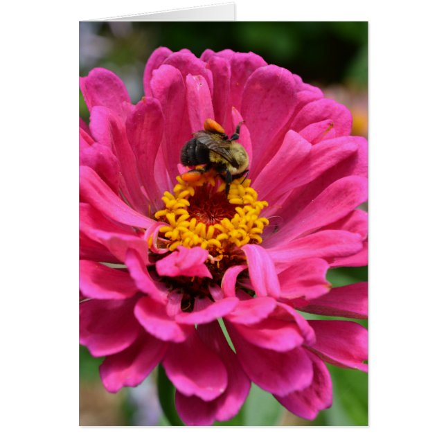 Roze bloem en hommel (Voorkant)
