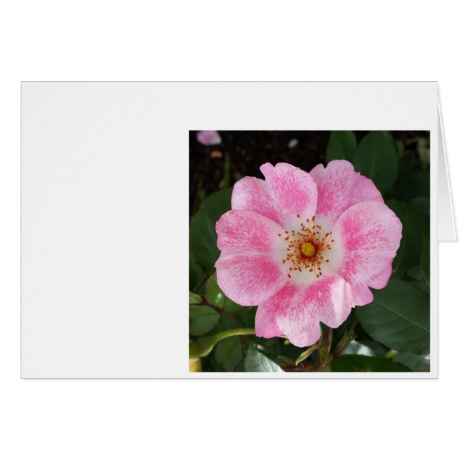 roze bloem in de schaduw (Voorkant Horizontaal)