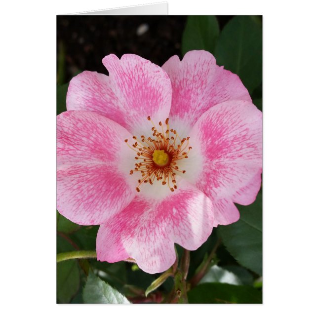 roze bloem in de schaduw (Voorkant)