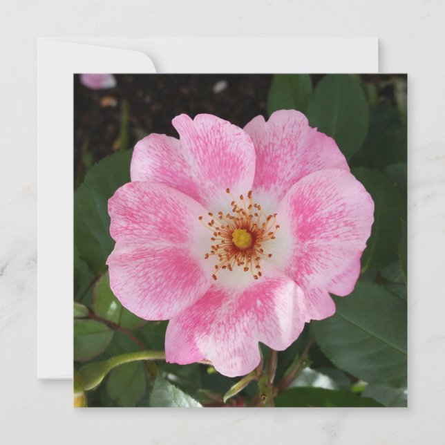 roze bloem in de schaduw (Voorkant)