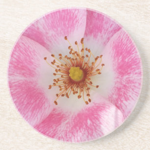 roze bloem in de schaduw zandsteen onderzetter