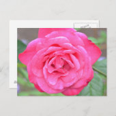 Roze bloem in de zon briefkaart (Voorkant / Achterkant)