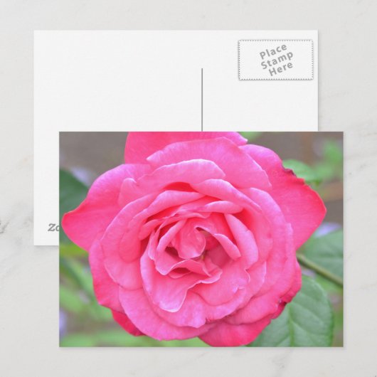 Roze bloem in de zon briefkaart (Voorkant / Achterkant)