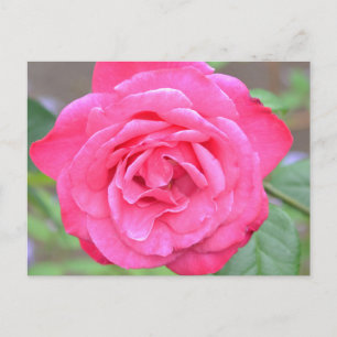 Roze bloem in de zon briefkaart